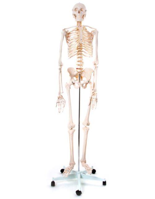 Skelet 170 cm. (Fuld størrelse)