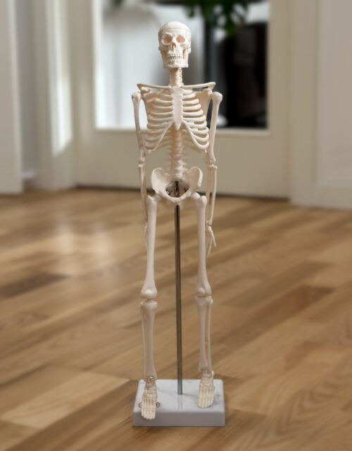 Skelet 45 cm.